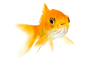 Image of a gold fish